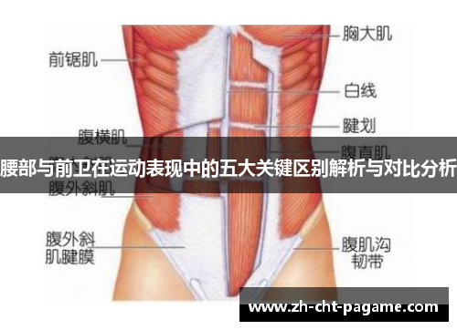 腰部与前卫在运动表现中的五大关键区别解析与对比分析